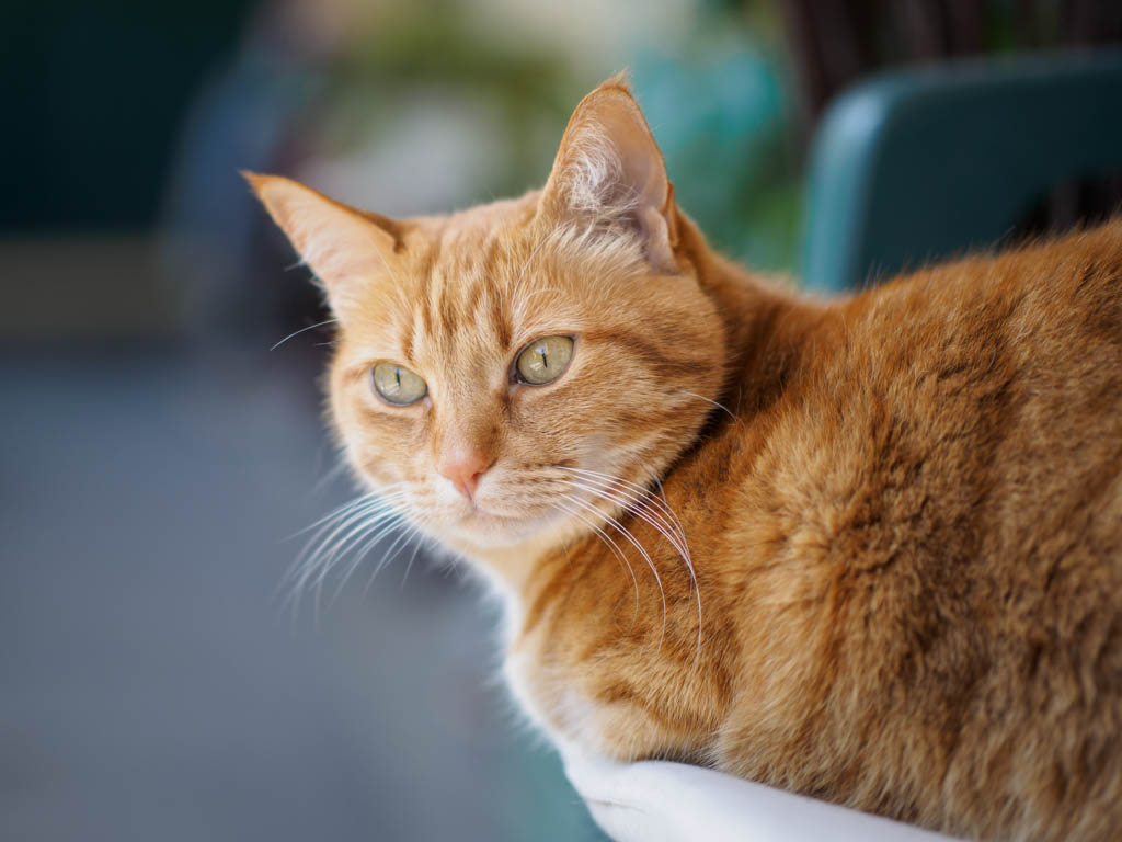 How to Say "Cat" in Italian Gatto Daily Italian Words