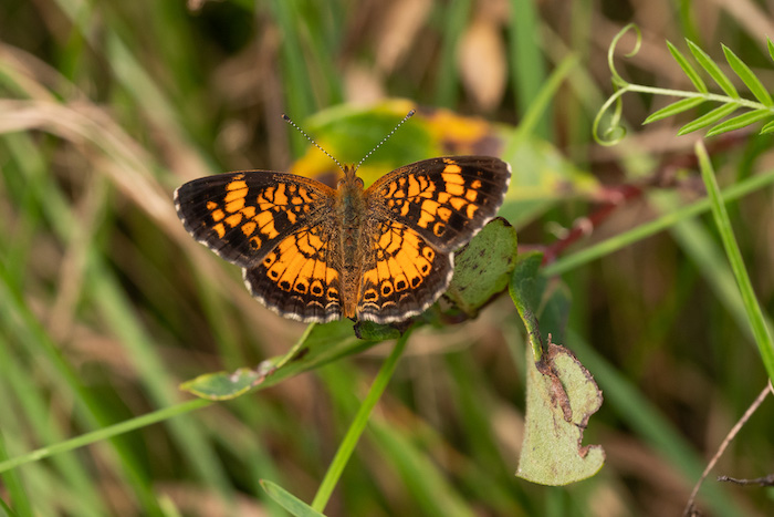 how-to-say-butterfly-in-italian-farfalla-daily-italian-words