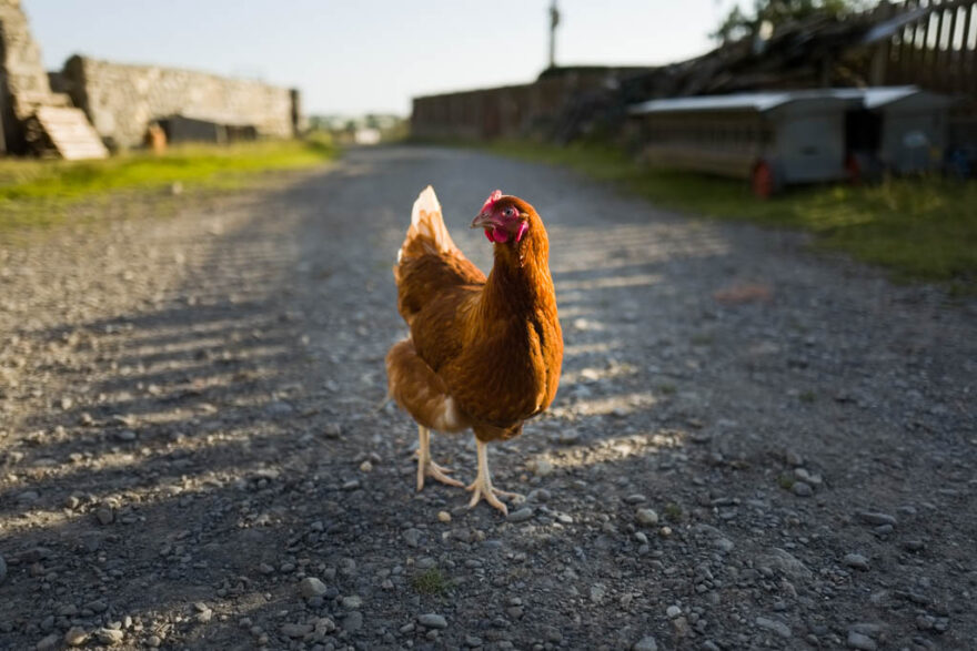 chicken walking in a farm