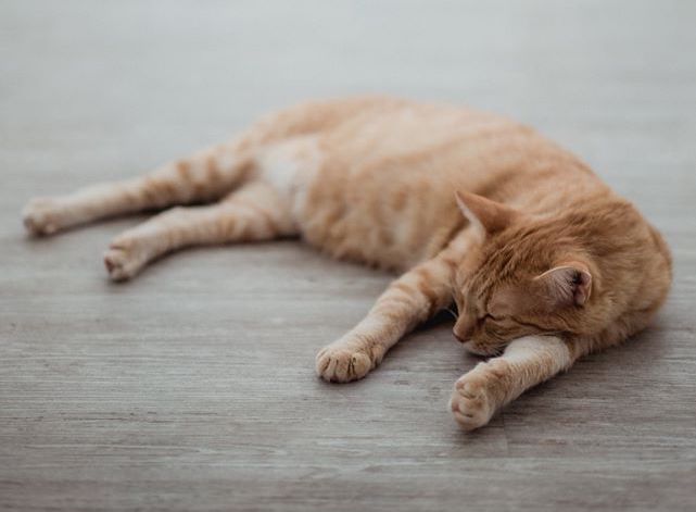 ginger cat sleeping on the floor