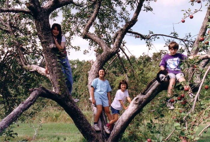kids climbing an apple tree