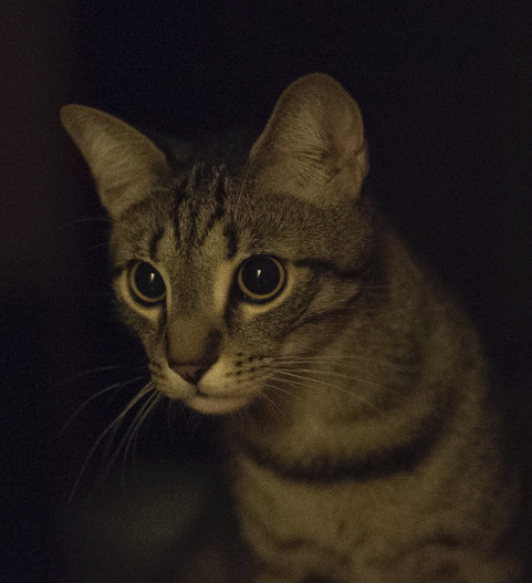 young cat in the dark