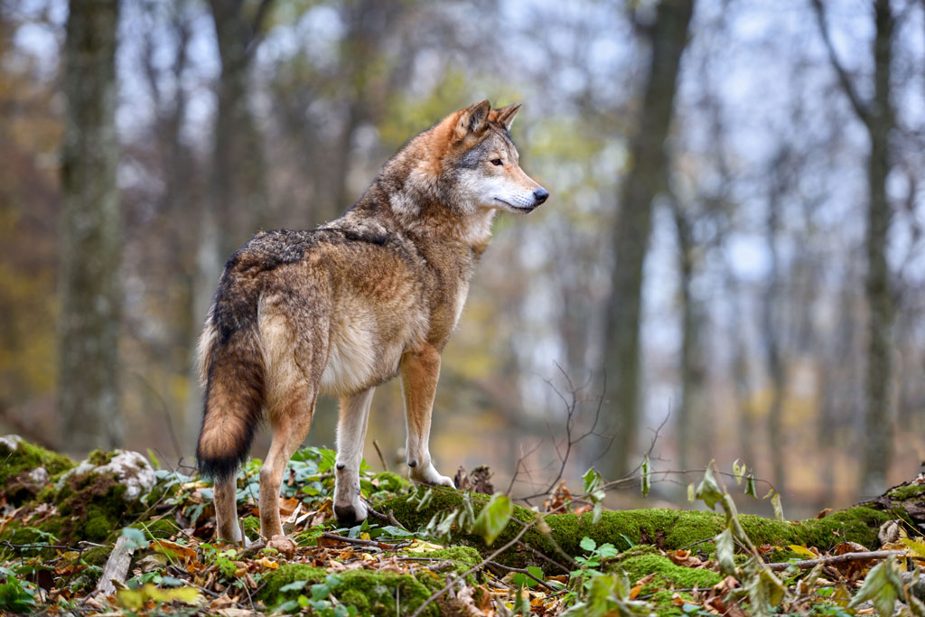 Italian Word of the Day: Lupo (wolf) - Daily Italian Words