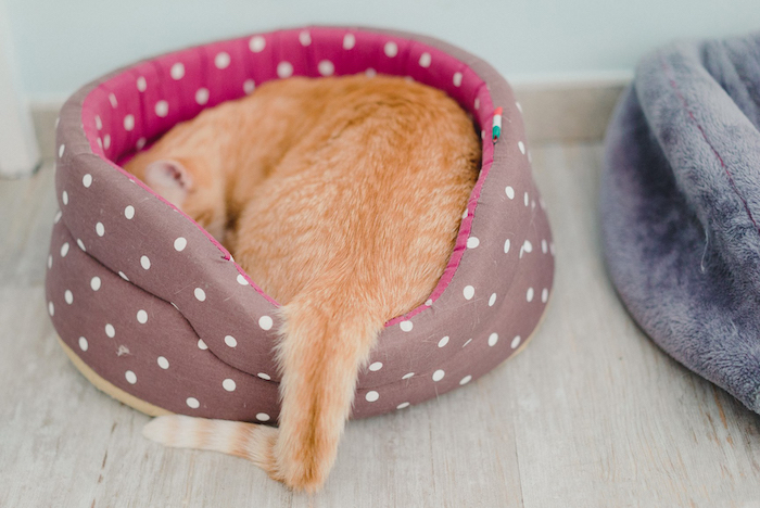 cat hiding on its bed