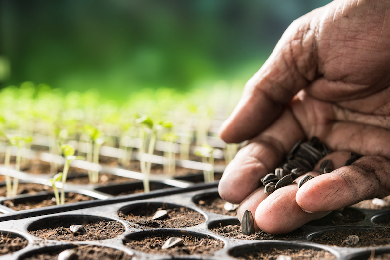 italian-word-of-the-day-seme-seed-daily-italian-words