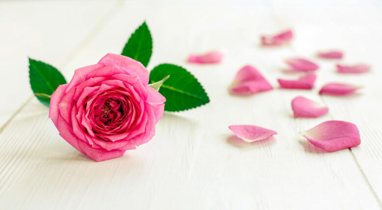 Pink rose with petals