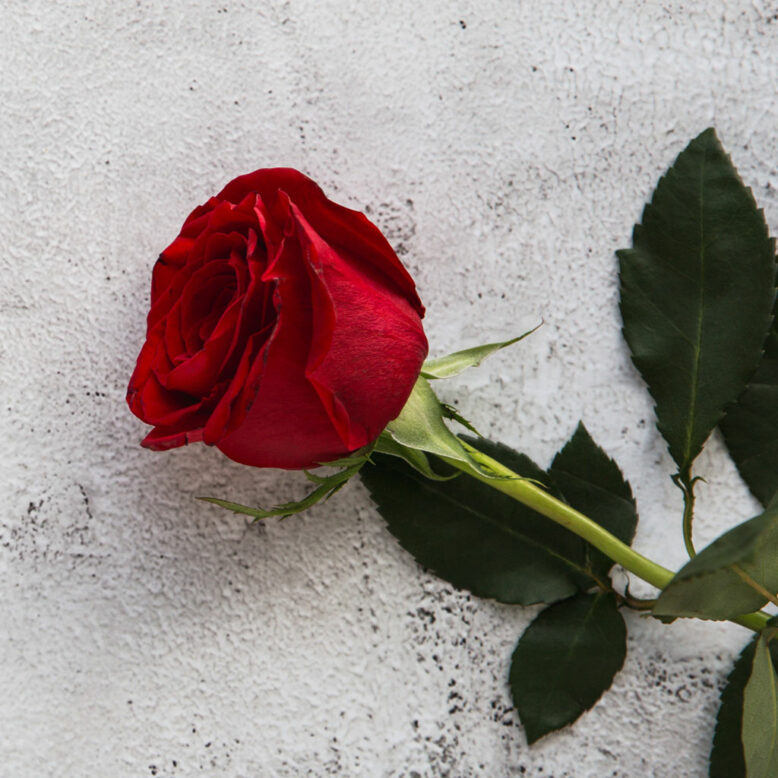 Red rose on grey stone background.