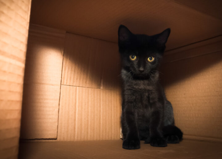 Volevo un Gatto Nero - I Wanted a Black Cat