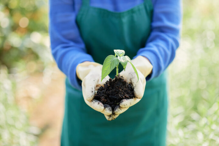 human hands with plastic gloves holding a little plant with soil 