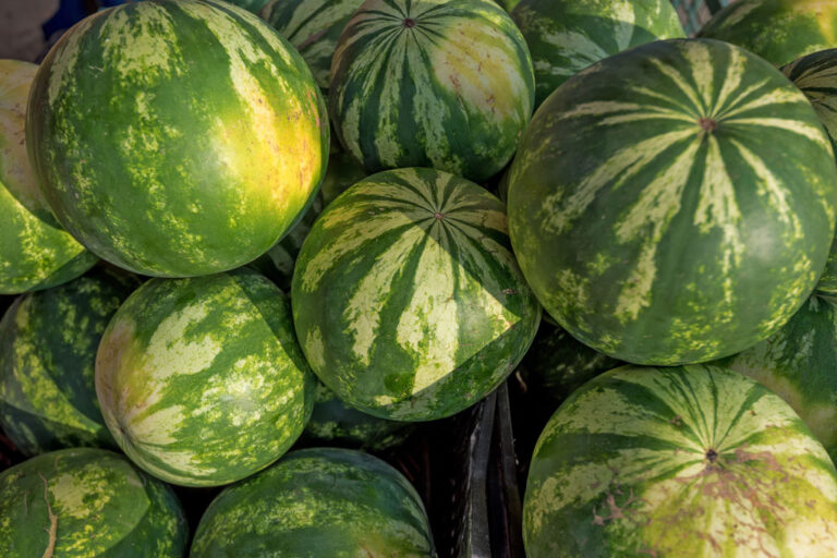 Italian Word of the Day: Anguria / Cocomero (watermelon) - Daily ...