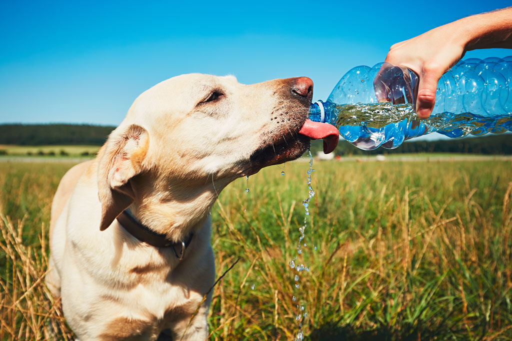 thirsty dog drinking from a bottle