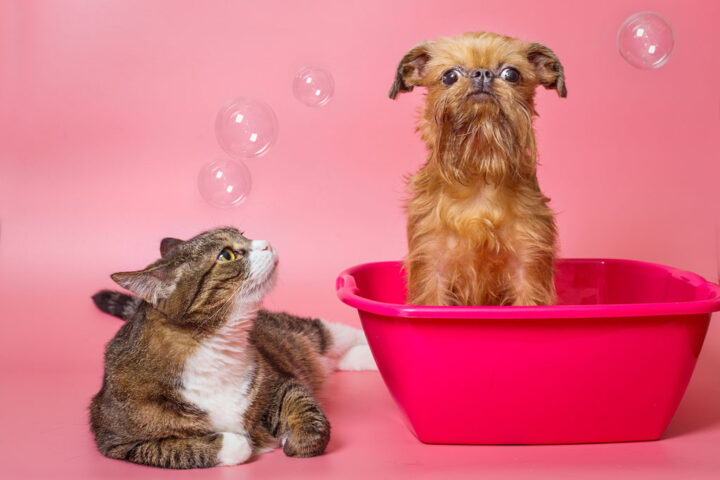A cat and a dog on pink background