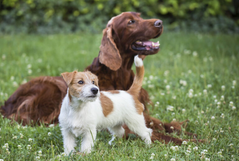 how-to-say-dog-in-italian-cane-daily-italian-words