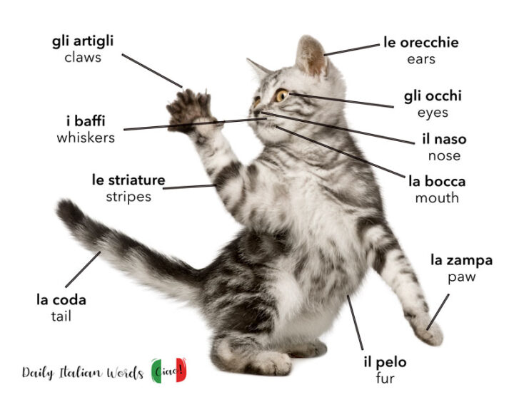 Cat body parts in Italian. Gli artigli = claws. Le striature = stripes. La coda = tail. Il pelo = fur. La zampa = paw. La bocca = mouth. Il naso = nose. Gli occhi = eyes. Le orecchie = ears. I baffi = whiskers.