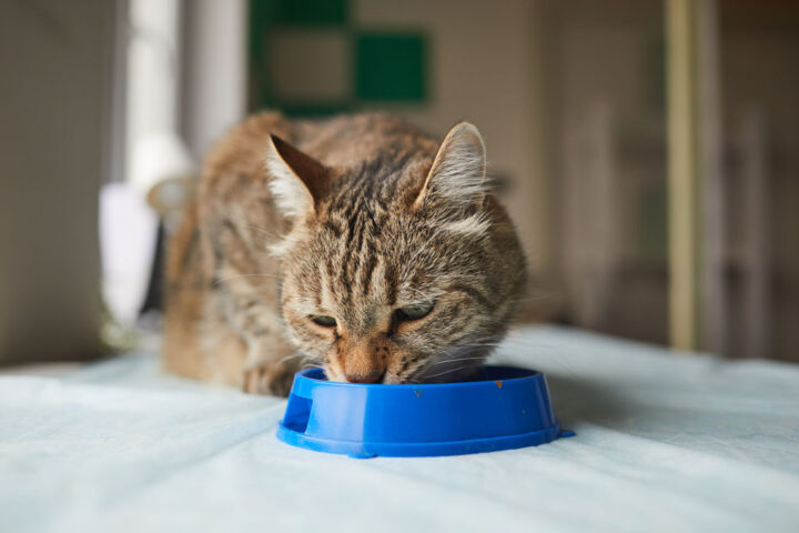 cat eating food in a blue bowl