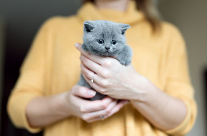 Grey adorable kitty held by a woman standing in a background.