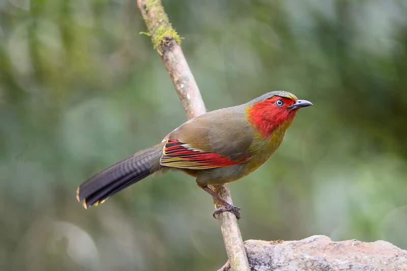 italian-word-of-the-day-uccello-bird-daily-italian-words