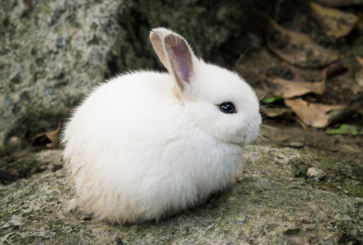 White cute little rabbit relaxing on the stone