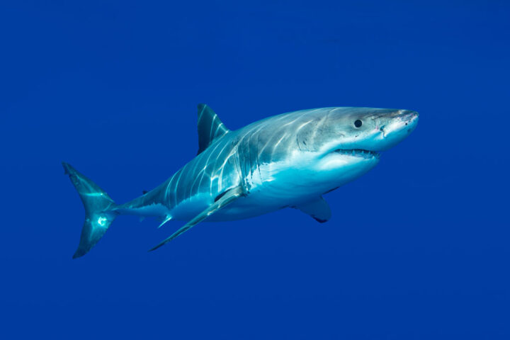 great white shark unterwater