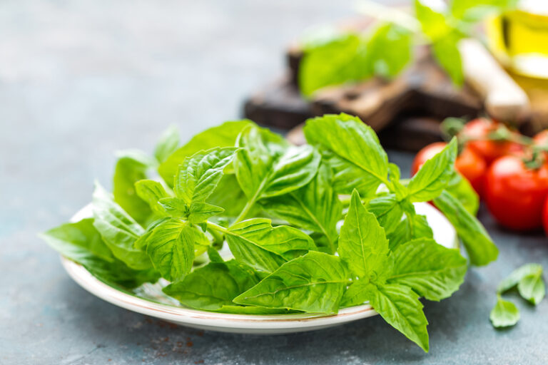 Italian Word of the Day Basilico (basil) Daily Italian Words