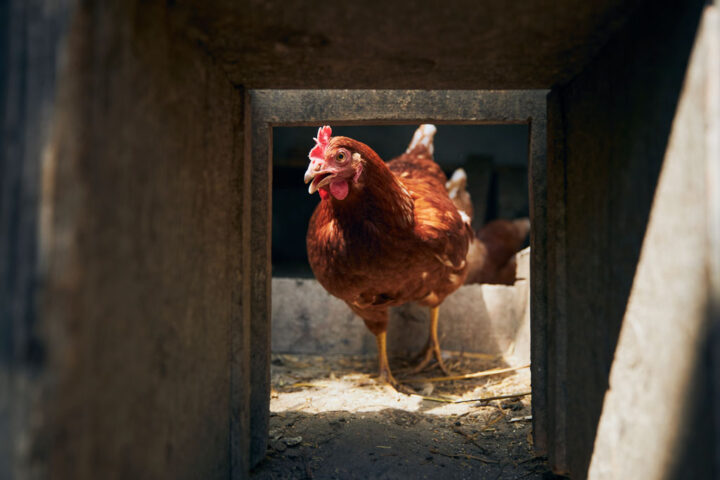 hen at an organic farm
