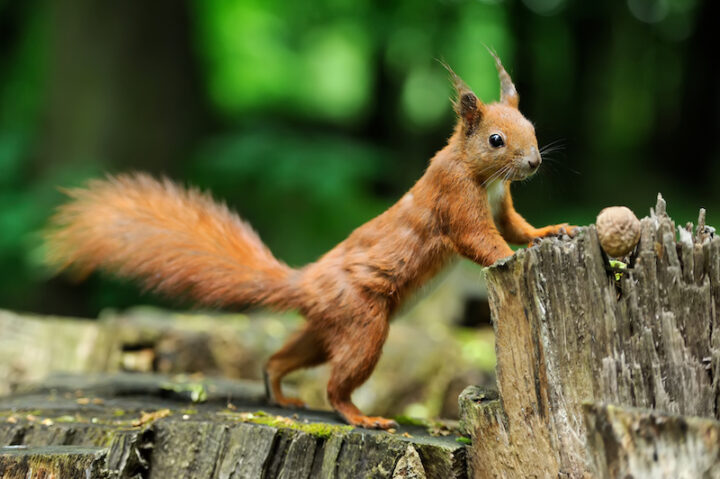 Red squirrel on a tree stump with nuts