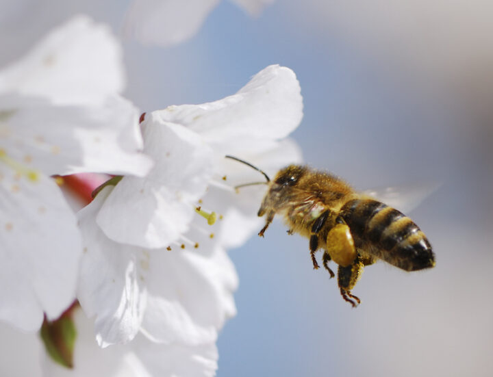 Flying honeybee collecting pollen at cherry blossoms.