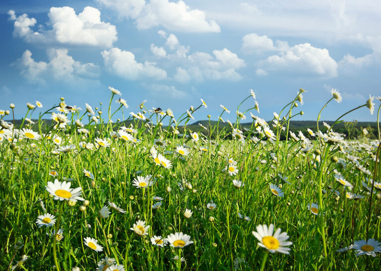 Italian Word of the Day: Margherita (daisy) - Daily Italian Words