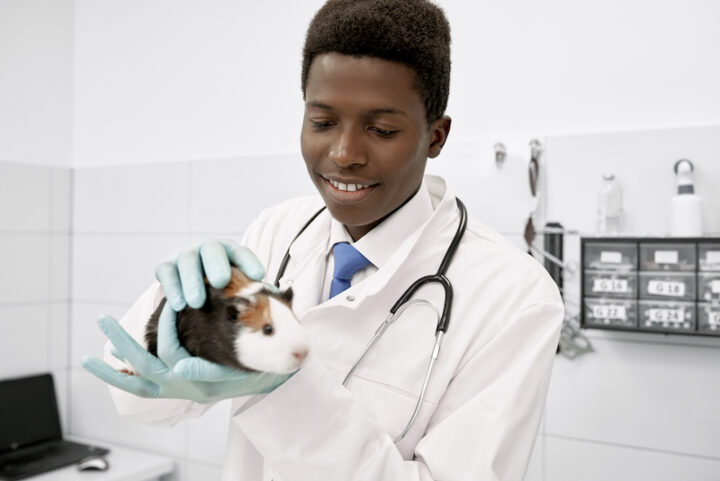 Young veterinarian wearing in white medical gown and gloves, working in clinic with animals.