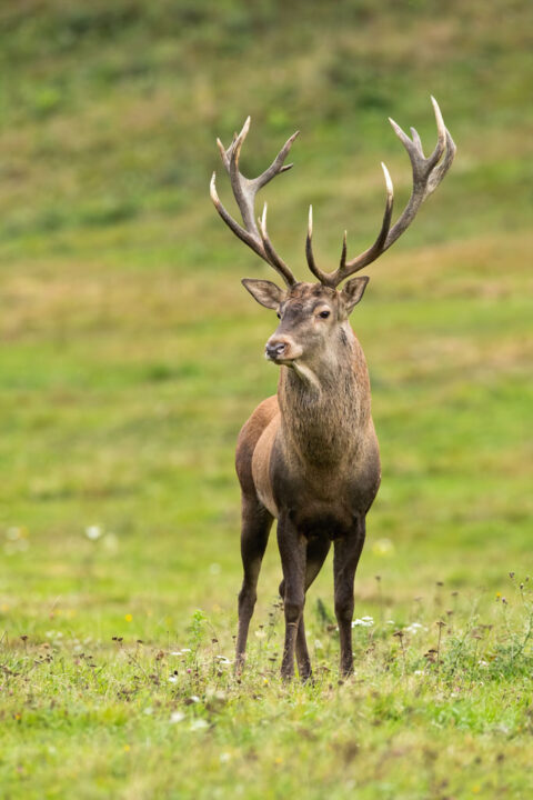 red deer standing on meadow in nature from front view in vertical composition