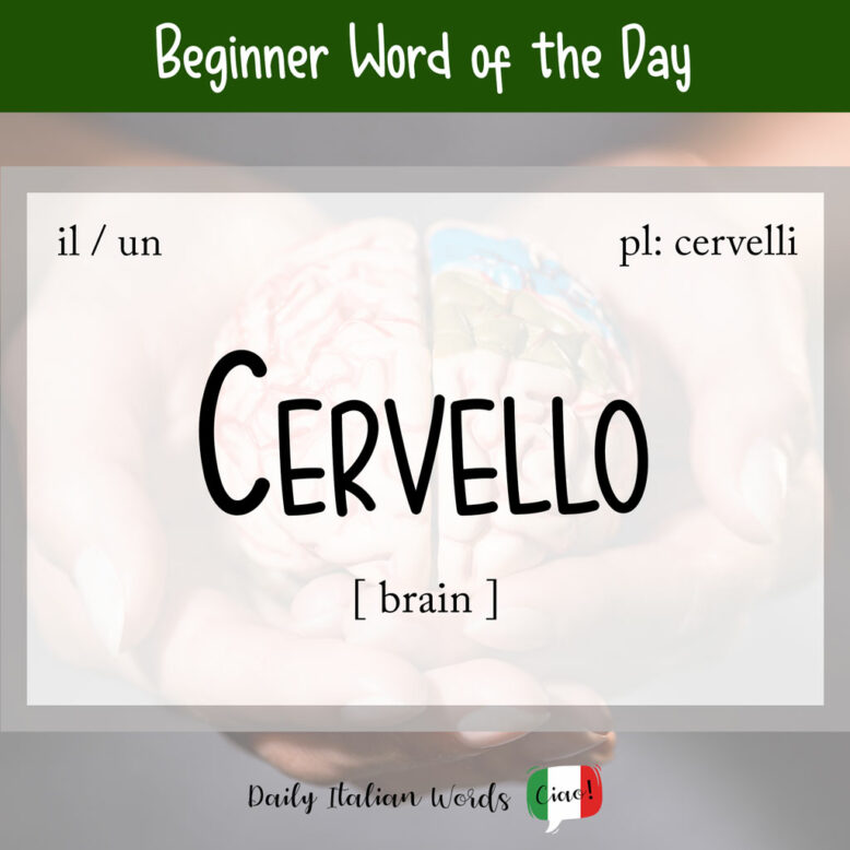 Italian word "cervello"