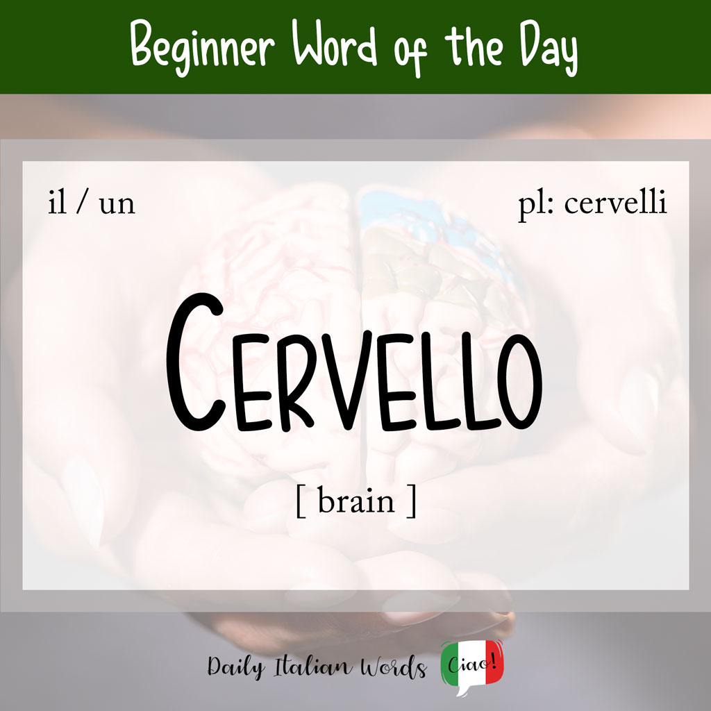 Italian word "cervello"