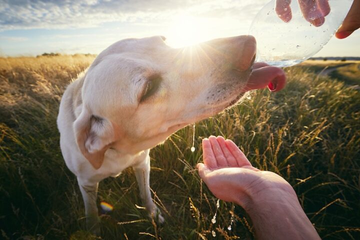 Thirsty dog at sunset in summer nature. Yellow labrador retriever drinking water from the plastic bottle.