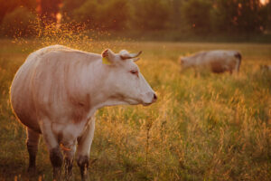 Italian Word of the Day: Mucca (cow) - Daily Italian Words