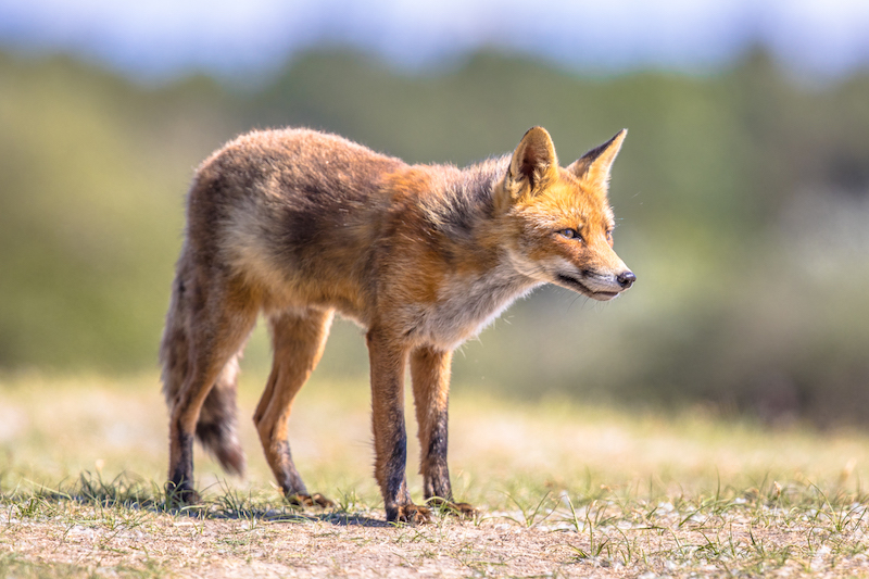 Red fox in natural vegetation.