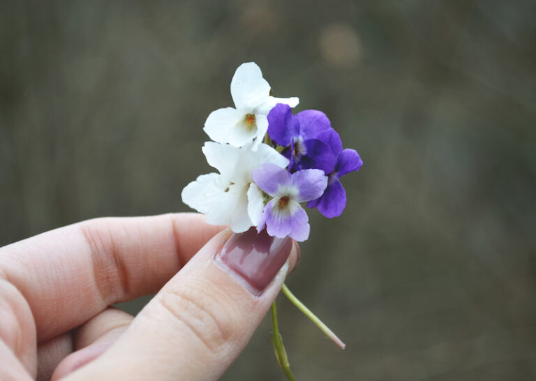 italian-word-of-the-day-viola-purple-violet-daily-italian-words