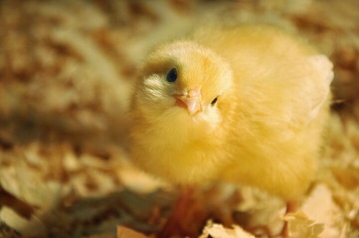 small chick