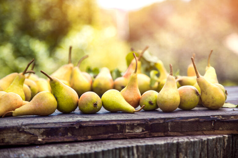 Autumn nature concept. Fall pears on wood. Thanksgiving dinner