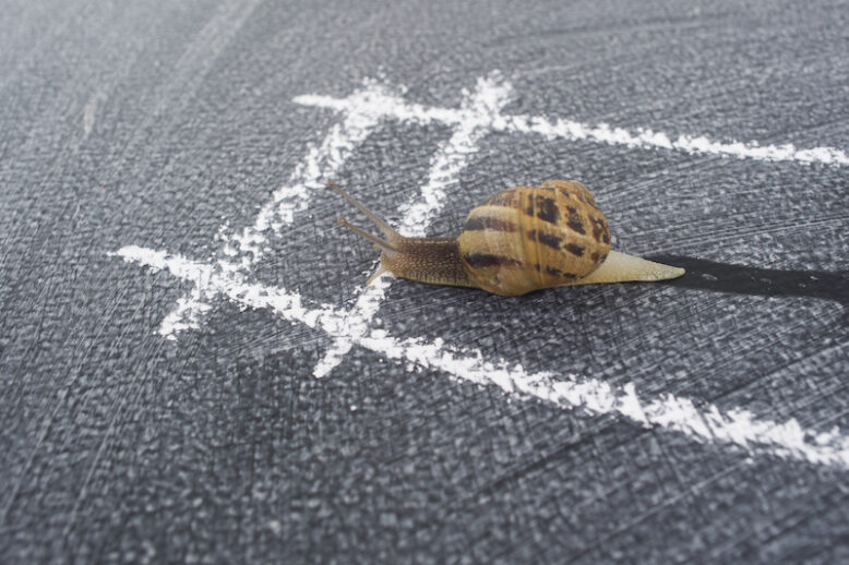 The daily road used with caution by a slow snail