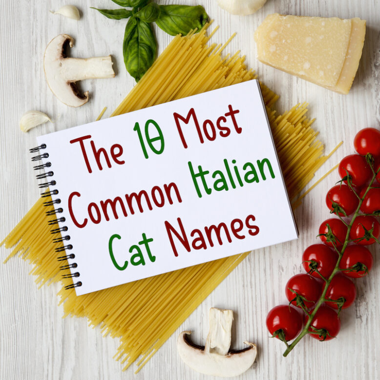 The 10 Most Common Italian Cat Names (2021) - Daily Italian Words