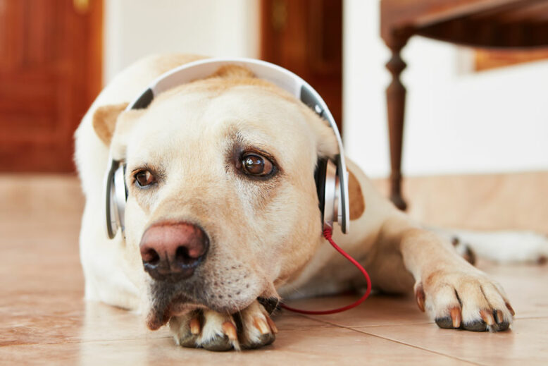 Labrador retriever is resting and listening music.