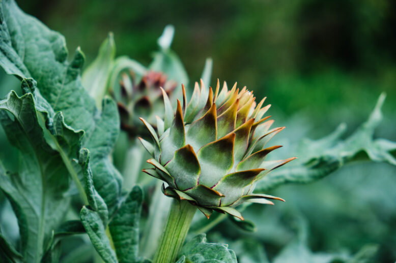 Close up of artichoke in the garden. Healthy eating.