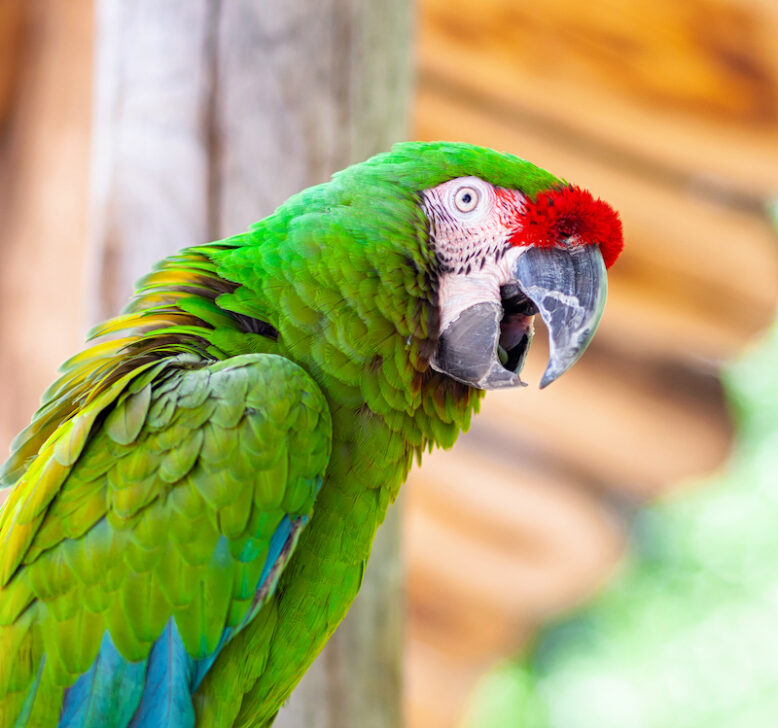 Macaw Parrot bird, a brightly coloured bird of the parrot family found in Central and South America.