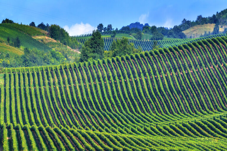 Italian Word of the Day (vineyard) Daily Italian Words