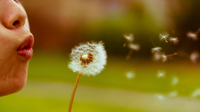 Italian Word of the Day: Dente di leone (dandelion) - Daily Italian Words