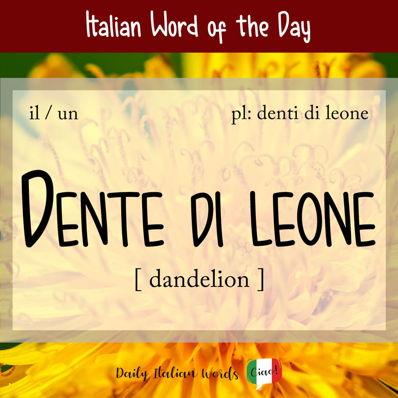 cover image with the word “dente di leone” and a dandelion in the background