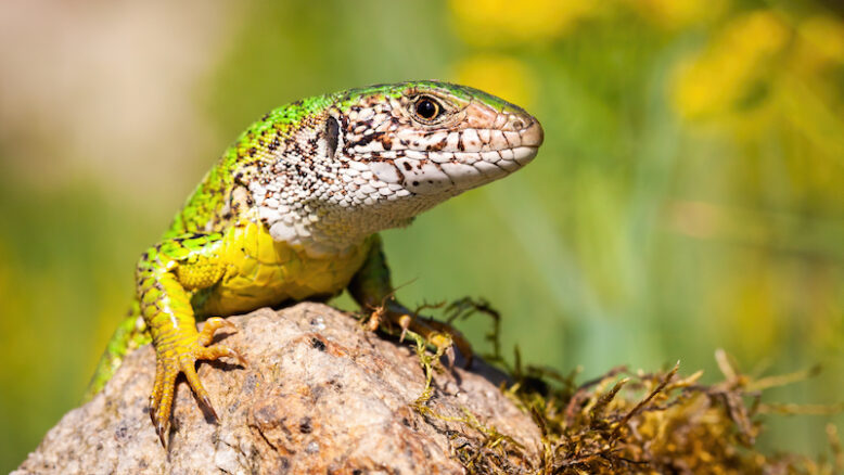 European green lizard, basking on rock in summer.