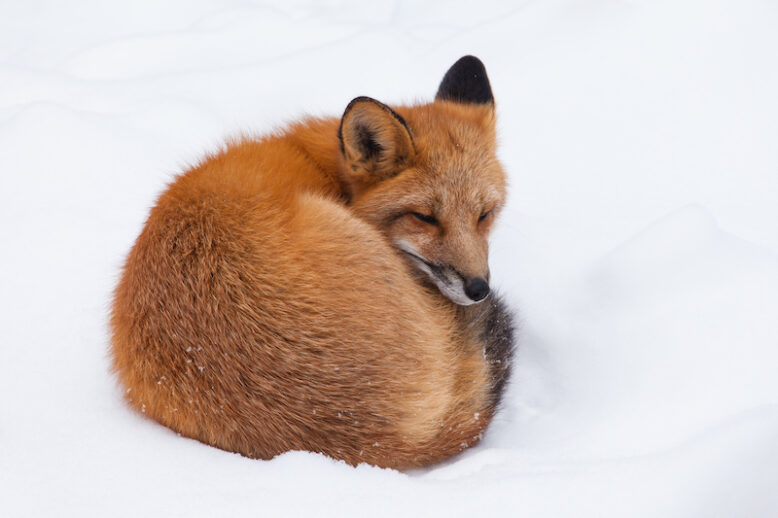 Young red fox, Vulpes vulpes, sleeping curled-up on winter snow