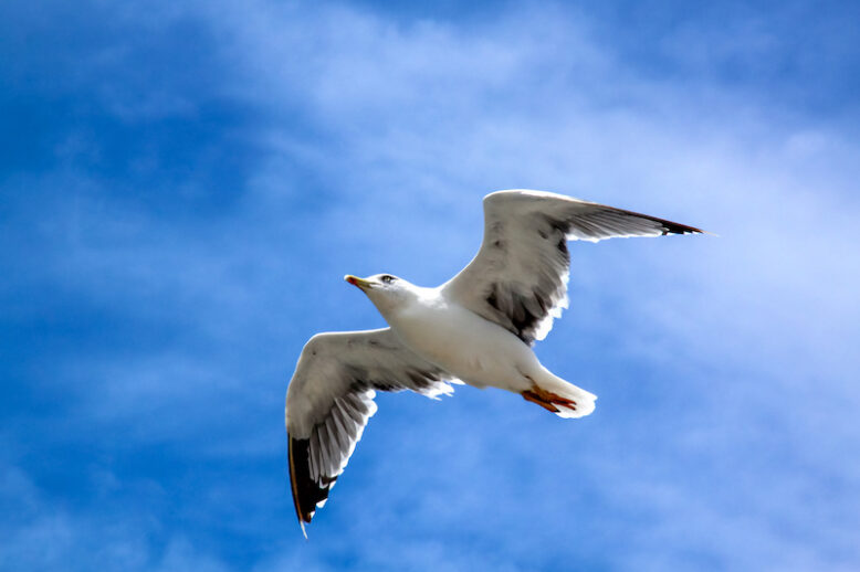 Seagull in flight with the blue sky background