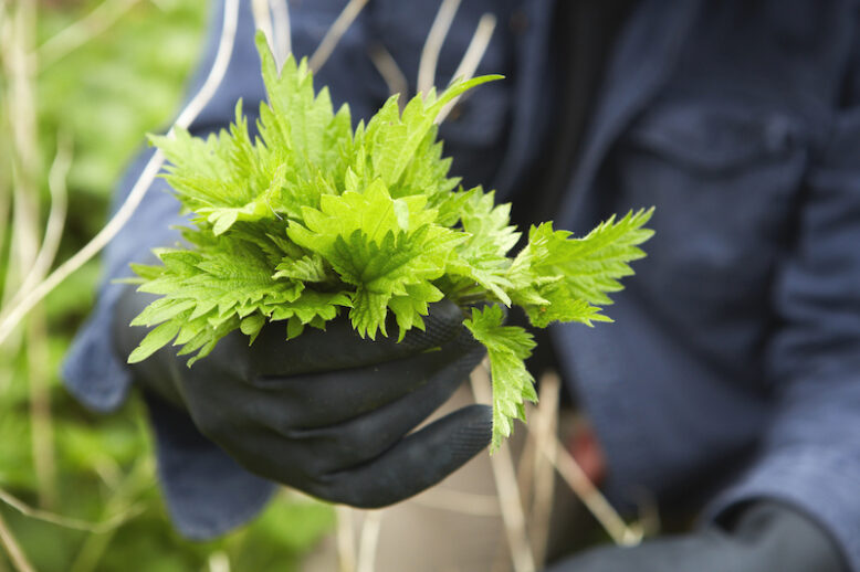 A man holding a fresh handful of stinging nettles.